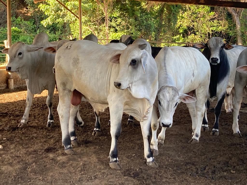 Gado nelore na fazenda